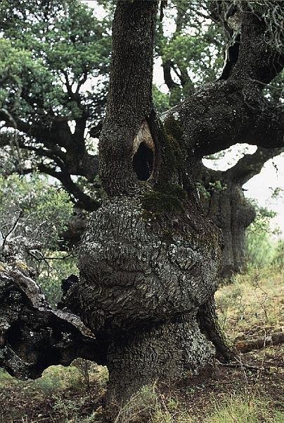 Quercus ilex subsp. ballota  -  SUB-ENDEMISMO IBERICO